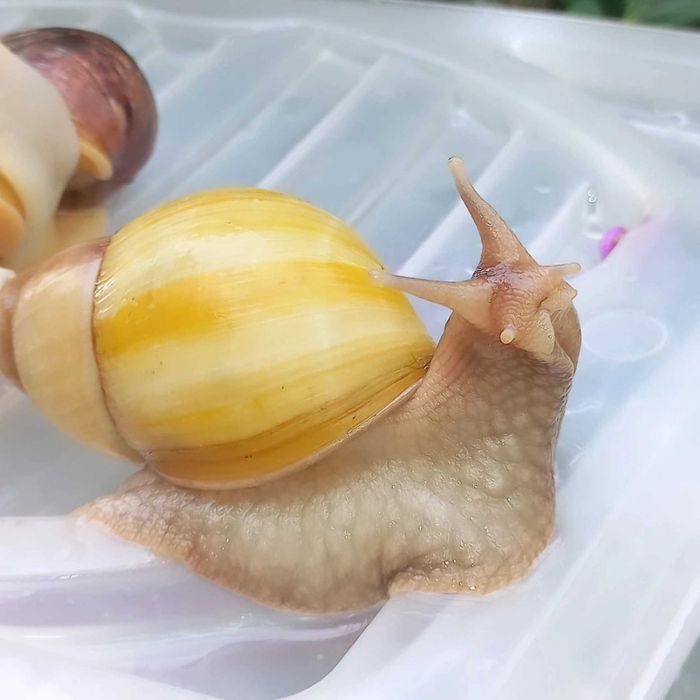 Ulitka. Terapiya. Axatini