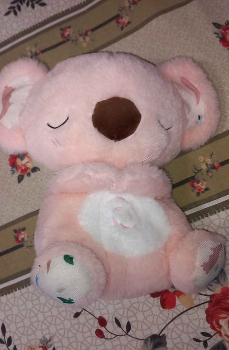 Urs koala care respira