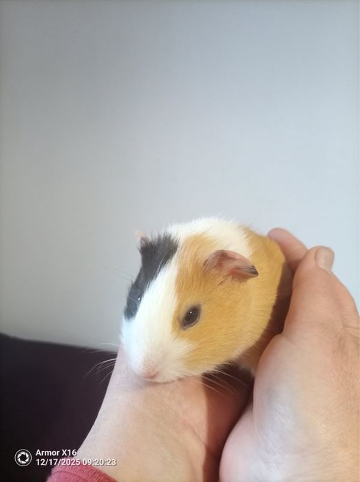 Морски Свинчета - мъжко/женско