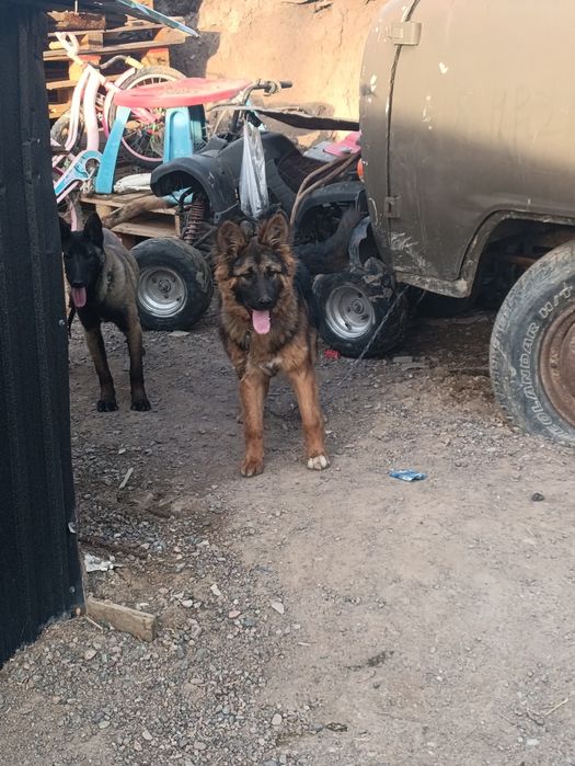 Продам немецкую авчарку или обмен