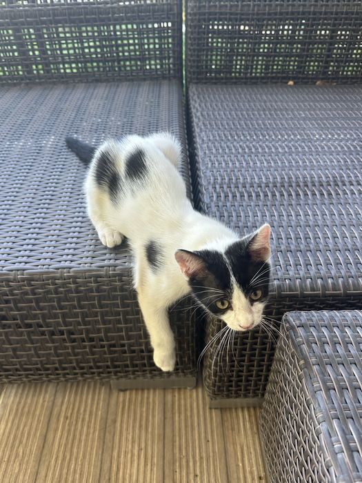 Donatie pui pisica