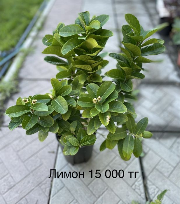 Комнатные растения