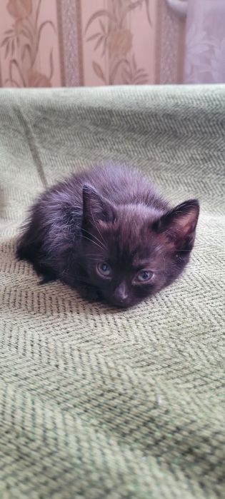 Отдам котенка с хорошие руки