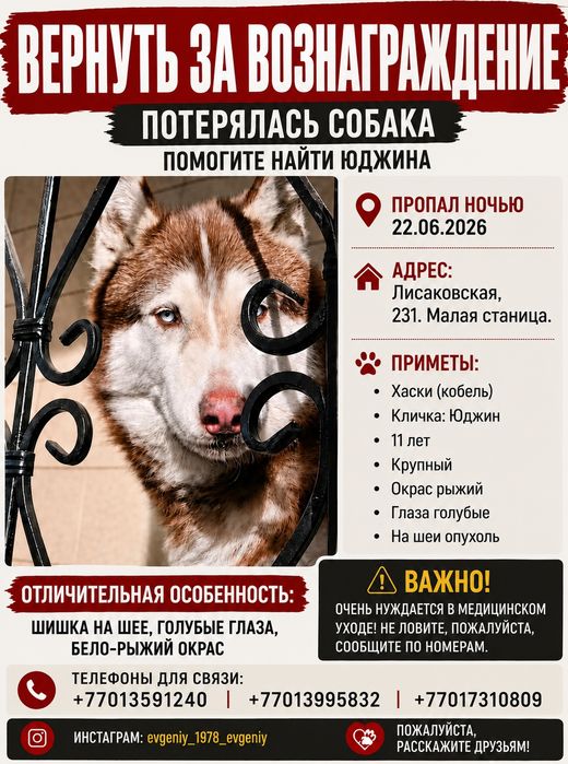Потерялась собака (хаски)