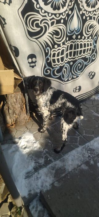 Бретонский эпаньоль