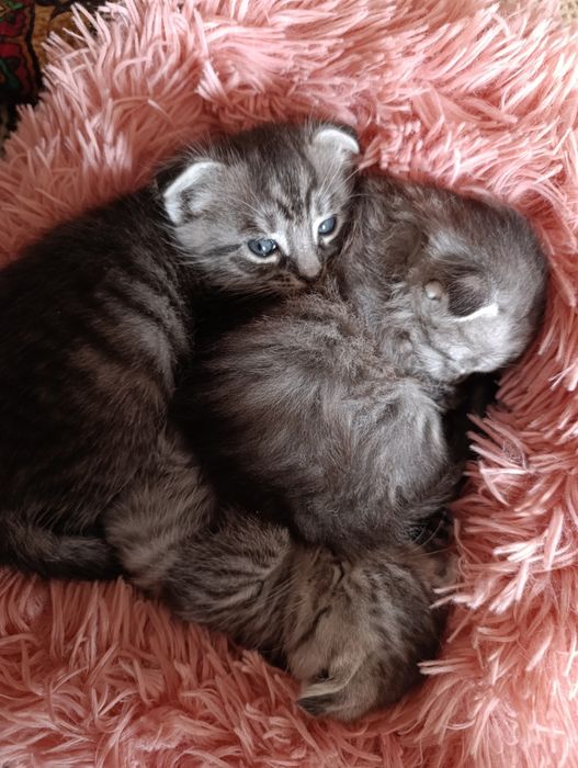Котята Скотиш фолд