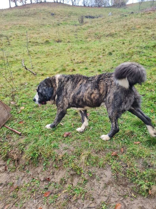 Vand mascul Asia centrala sau schimb pe oi