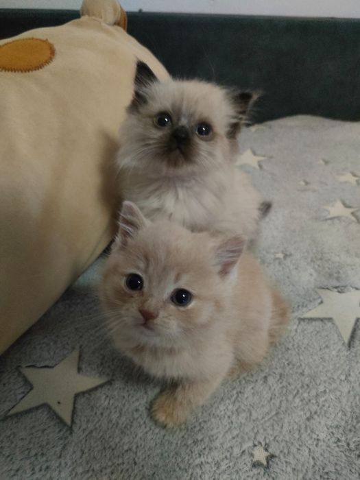 Милые котеночек в добрые руки
