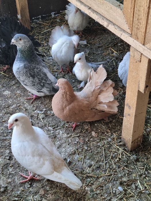 Porumbei standard simi albastru azur cuci solzati albi