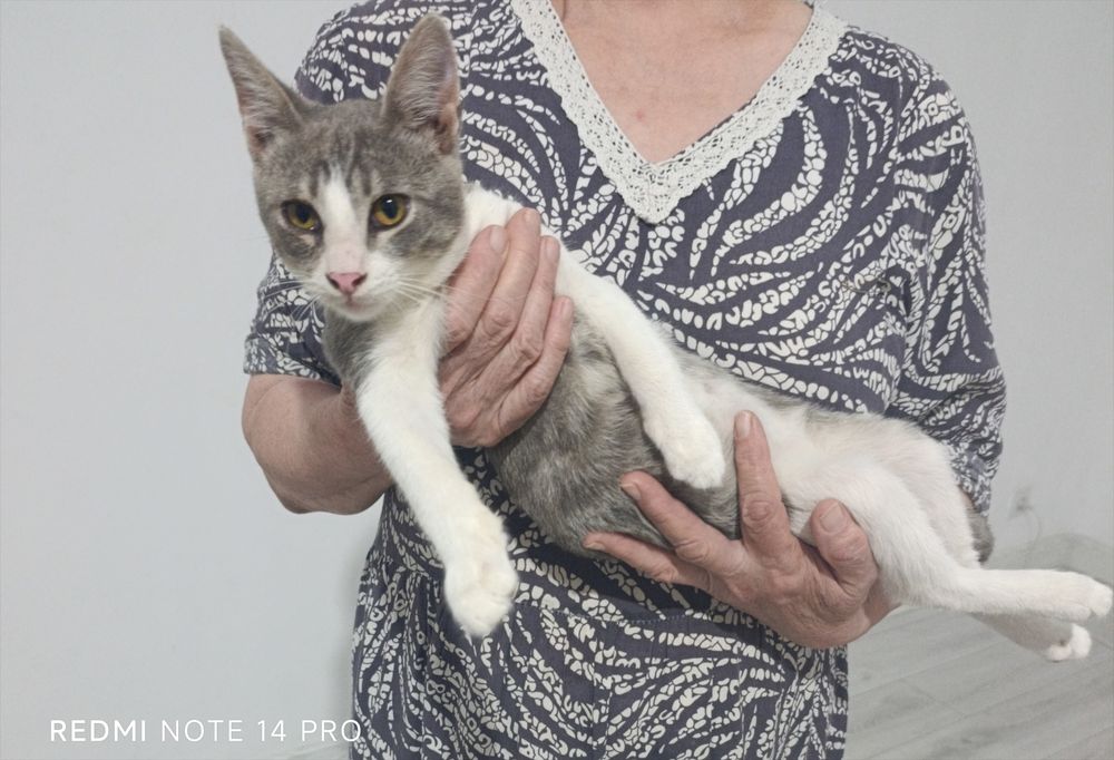 Котенок в добрые руки
