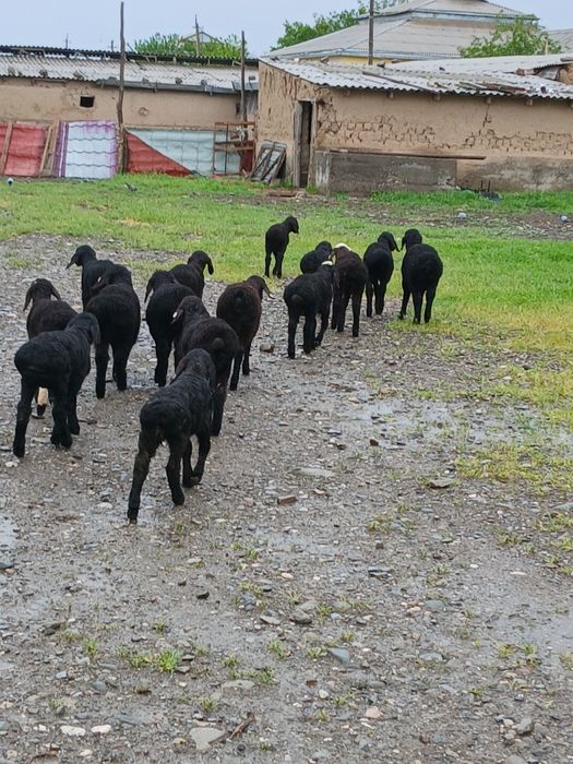 17та кузи Хисори