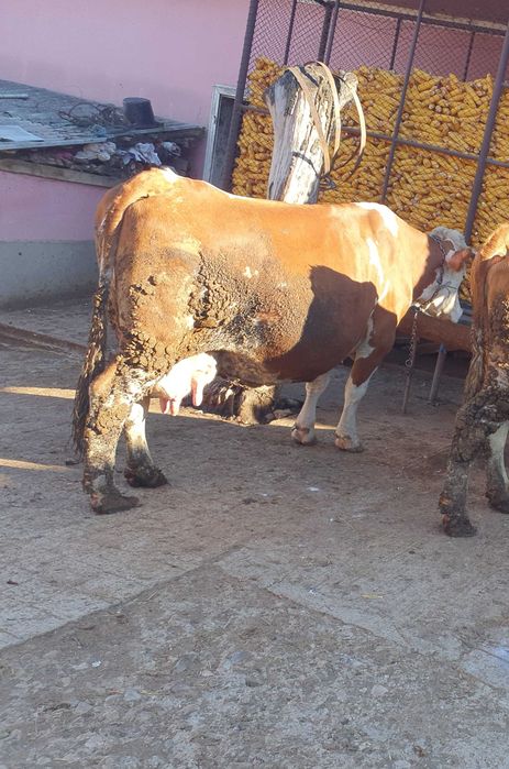 Vaca gestanta de  vânzare