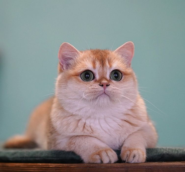 Британская кошка
