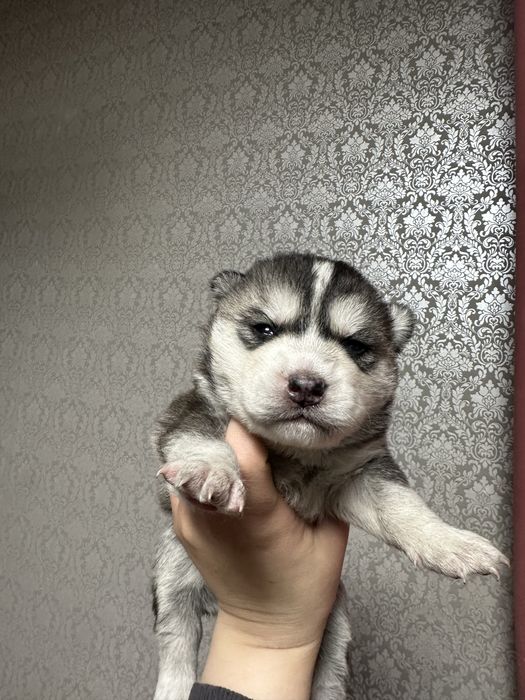 Бронирование щенков хаски