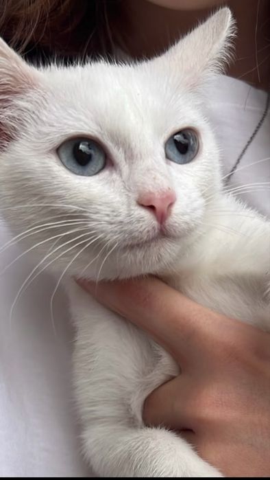 Котенок в добрые руки
