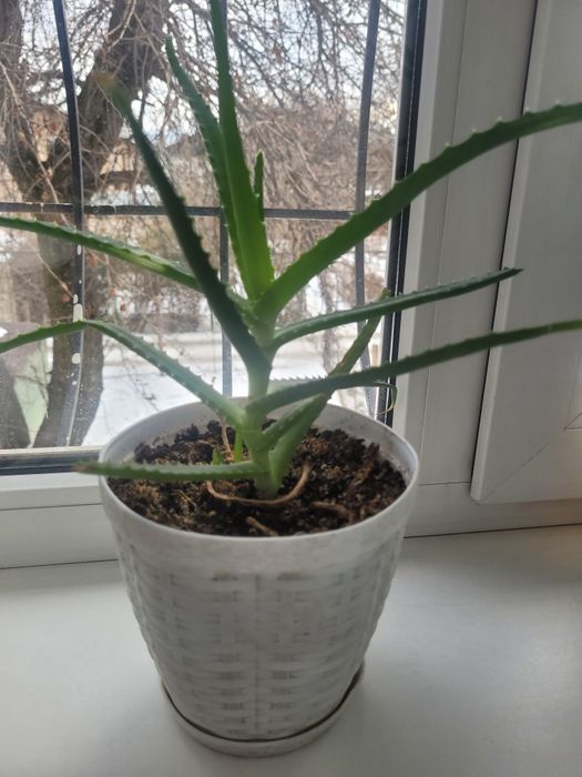 Алоэ цветок алоэ