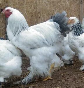 Brama tuxumlar sotiladi inkubator uchun