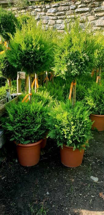 Vindem pon pon din leylandy calitate extra diferite dimensiuni