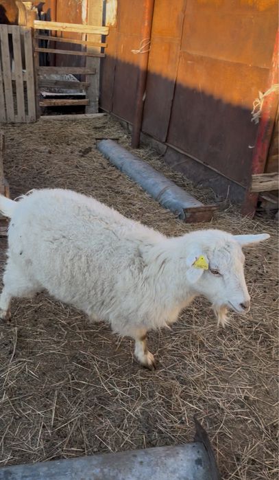 Ешкі сатылады ұрғашы