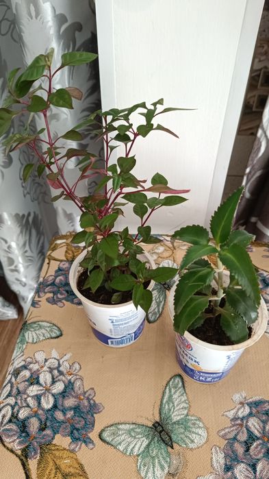 Срочно Недорого продам комнатные  цветы