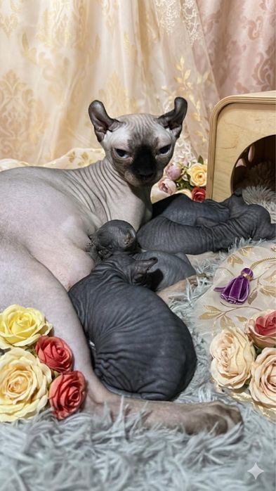 Канадский сфинкс продажа