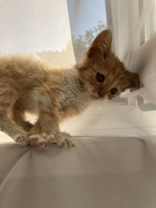 Нежная рыжая малышка ищет дом!