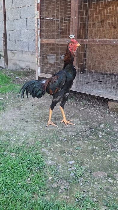 Продаётся Петух бойцовский