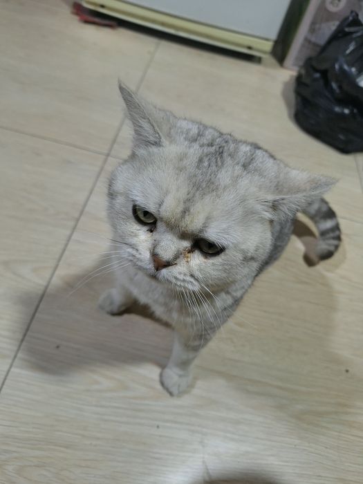 Schottish mushuk sotiladi