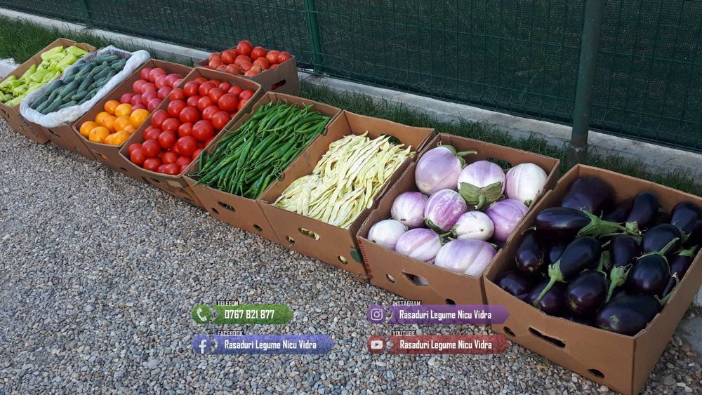 Vand Rasad Rosii Ardei Vinete Castraveti Varza | Rasaduri Legume 2026