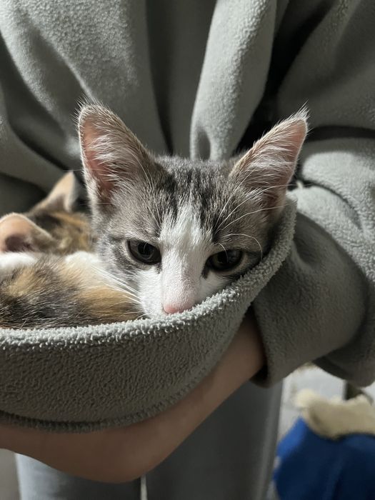 отдам котят в добрые руки