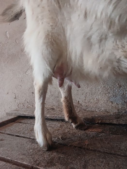 Сауын ешкілер сатылады.