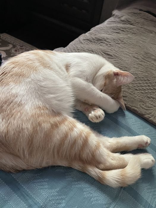 Отдам кота в добрые руки с отслеживанием судьбы