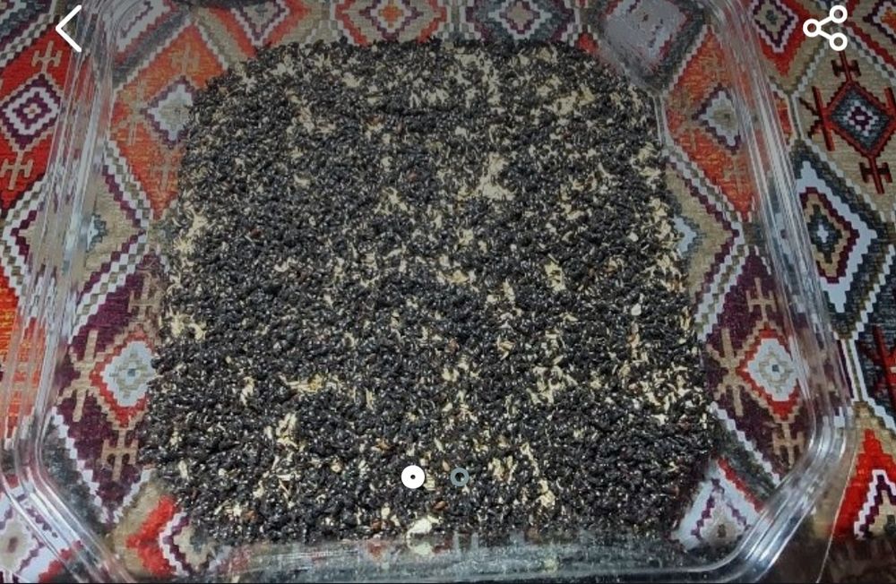 Жук знахарь. Чернотелка