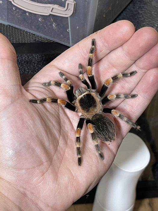 Brachypelma smithi