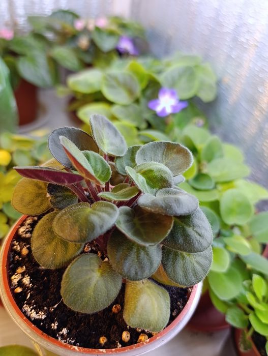 Цветы на подоконнике