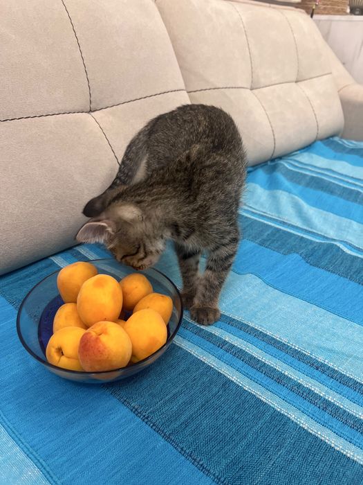 Котятя в добрые руки