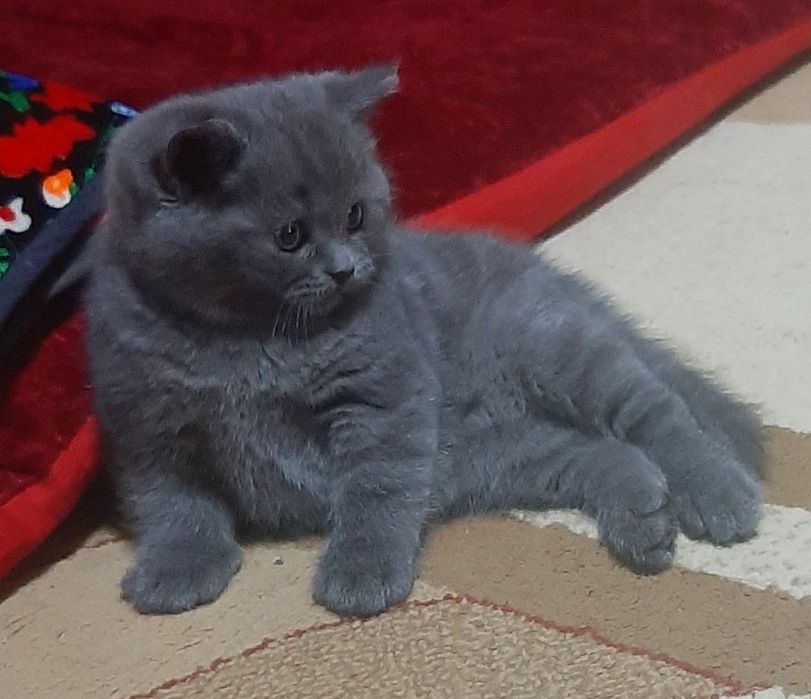 Zotdor mushuk bolasi