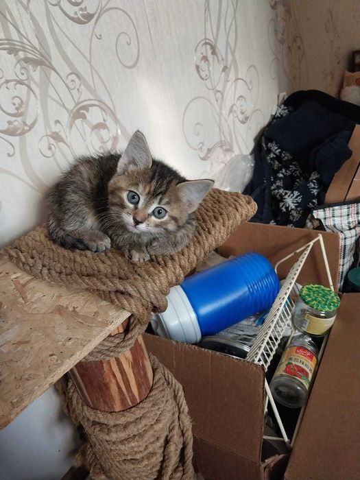 Котята бесплатно