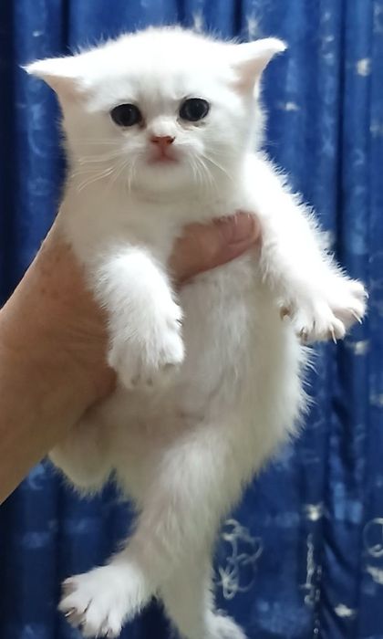 Фолды и британцы котята