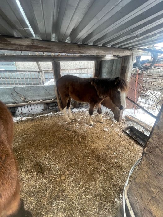 Лошадь девочки тай