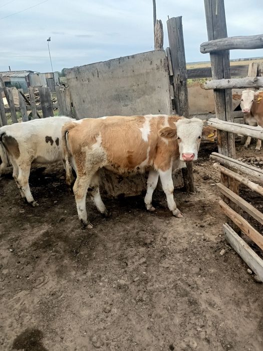 Продам телят и бычка,