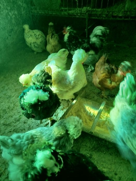 Ofertă  !!! ouă pentru incubat de la găini moțate