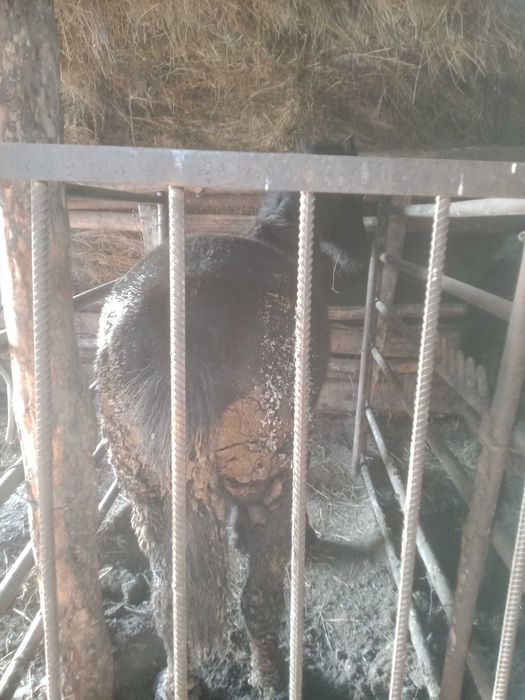 Продам тай с откорма