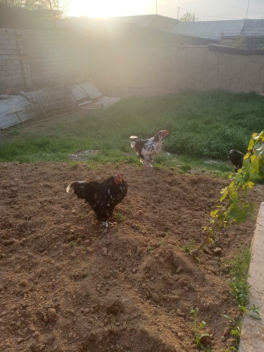 Продаются мрамор брама остолось 3 петуха все здоровые и крупные .