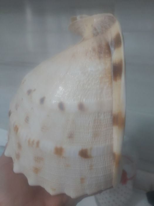 Vand scoică  uriașă  din Atlantic