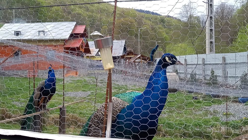 Vând pereche păuni