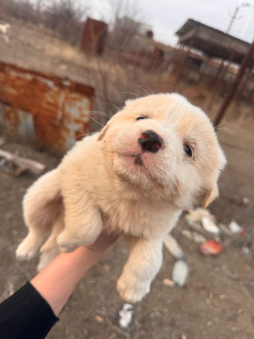 Щенки в добрые руки