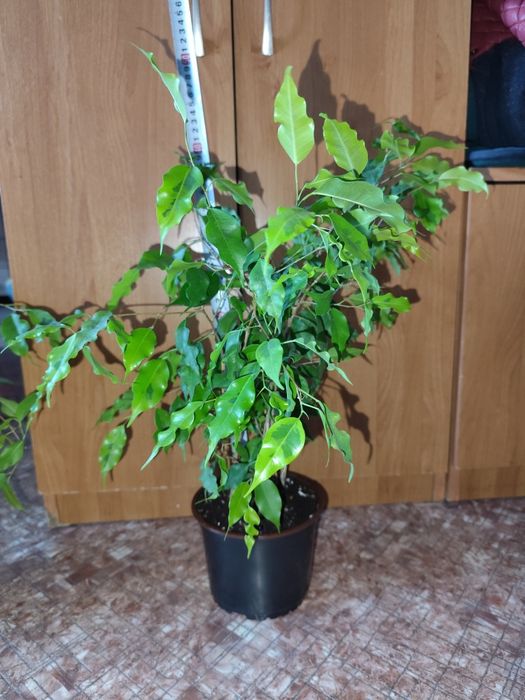 Фикусы Бенджамина