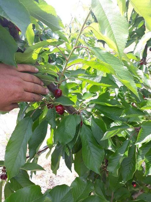 Парцел ( земеделска земя , имот ) в землището на с.Брестник .