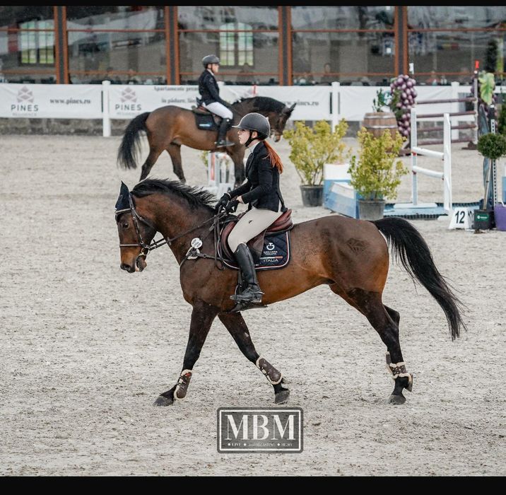 Cal de sport sarituri peste obstacole